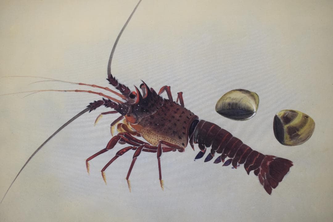 【真作】山本紅雲/海老之図/横物/伊勢エビ図/掛軸☆宝船☆Y-939　JM