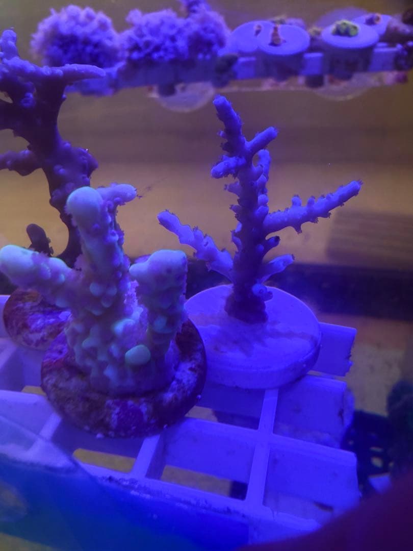 コエダミドリイシ　トゲミドリイシ　エダコモン　キャピタタコモン　4種　サンゴ