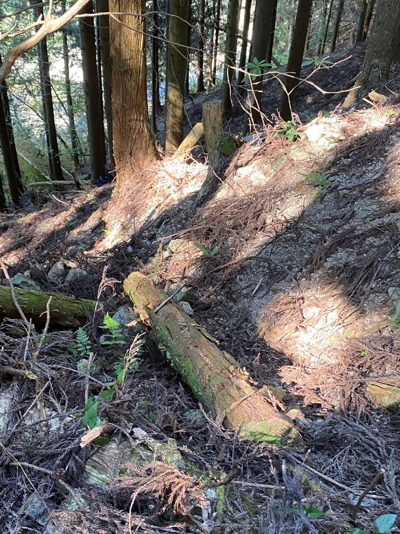 ハチミツ　日本蜜蜂の蜂蜜　奥山の奥