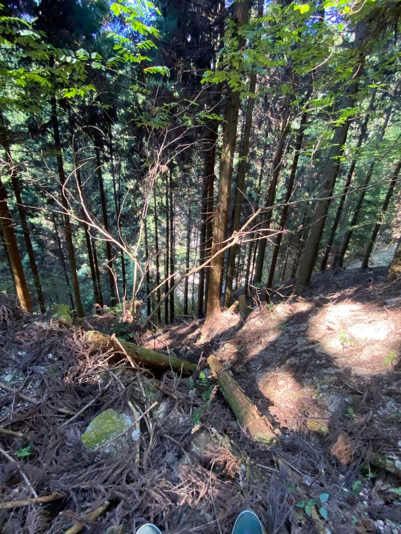 ハチミツ　日本蜜蜂の蜂蜜　奥山の奥