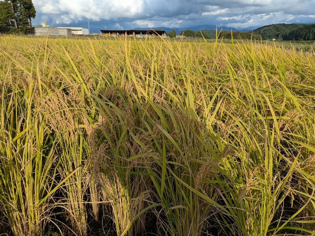 コシヒカリ29kg7年産玄米　正規ルート銘柄米　農産物検査済1等