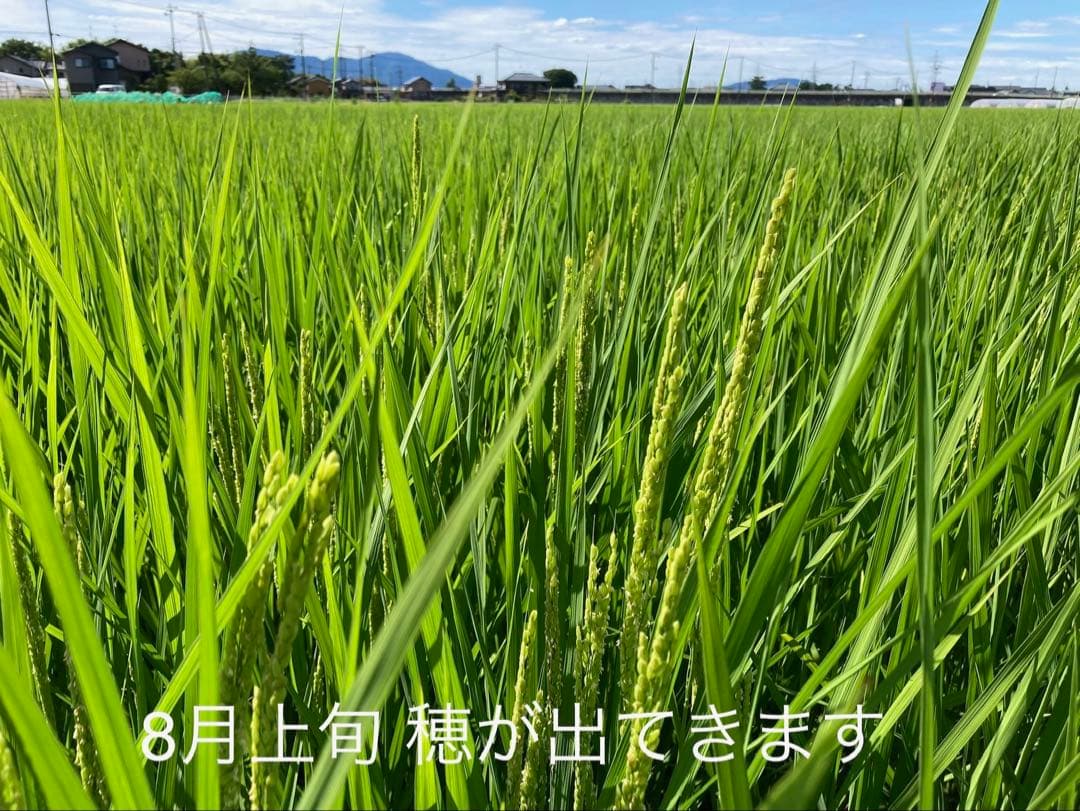 R7年産特別栽培 新潟の高級米 新之助 30㌔ 玄米 田植え後農薬は除草剤のみ