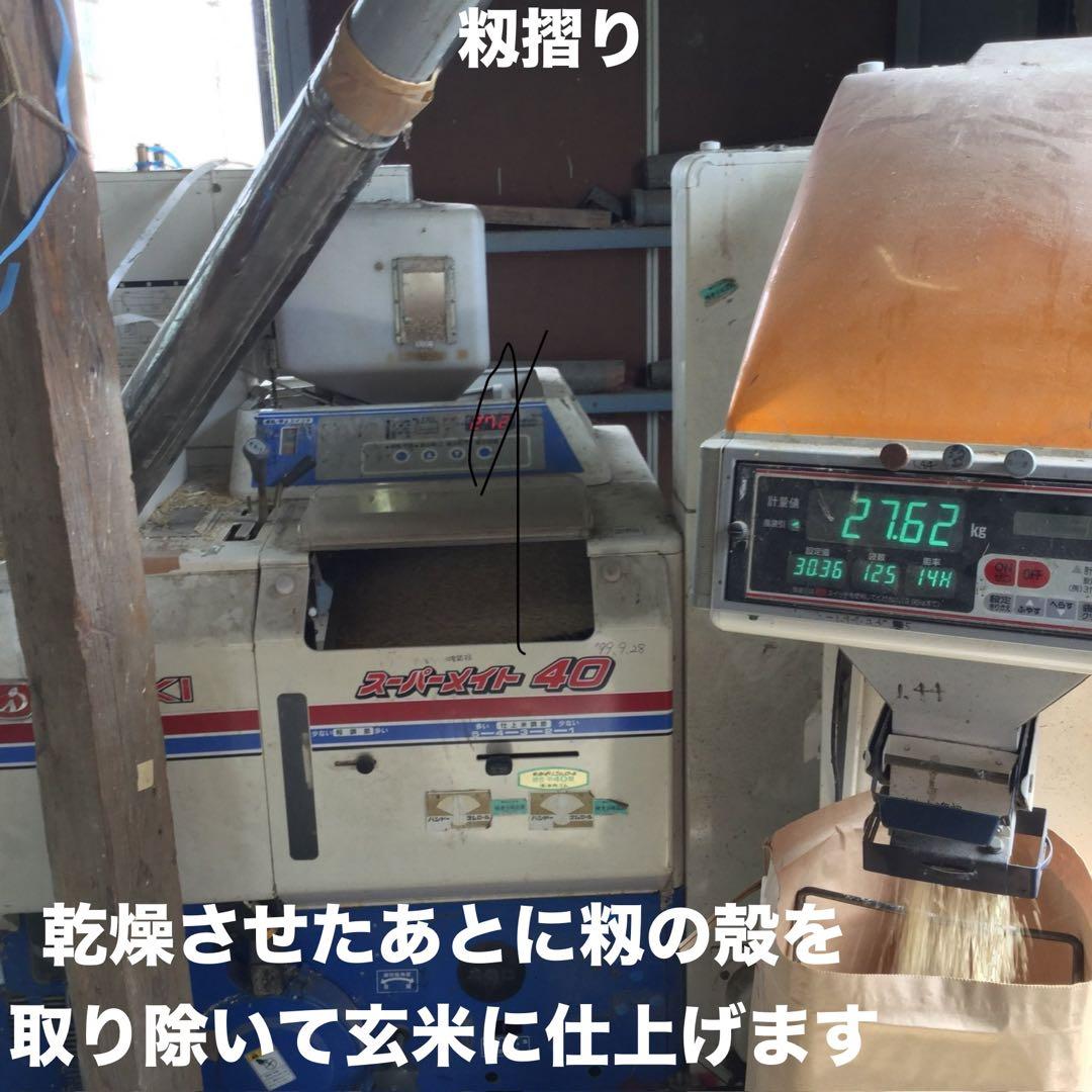 R7年産特別栽培 新潟の高級米 新之助 30㌔ 玄米 田植え後農薬は除草剤のみ