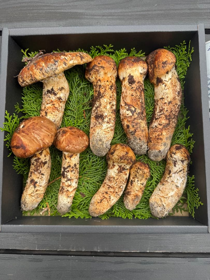 国産松茸、長野県信州600㌘10月18日11時30分とれたてクール便対応します￼