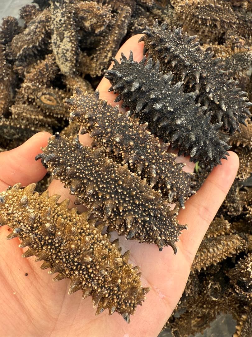 北海道産　乾燥海鼠ナマコ B品 形の良い訳あり品 100g