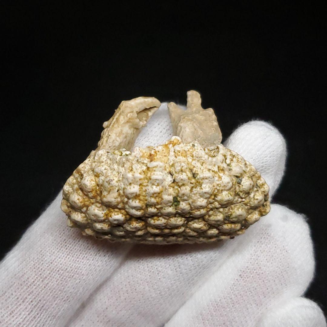 美品 カニ 歯 本物 化石 恐竜 産 38.49mm fcr3