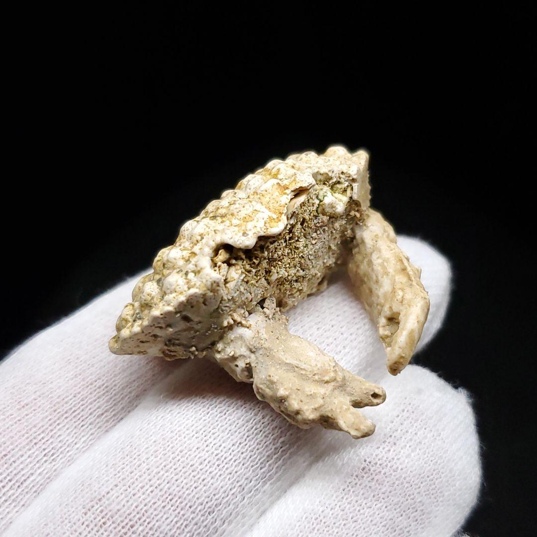 美品 カニ 歯 本物 化石 恐竜 産 38.49mm fcr3