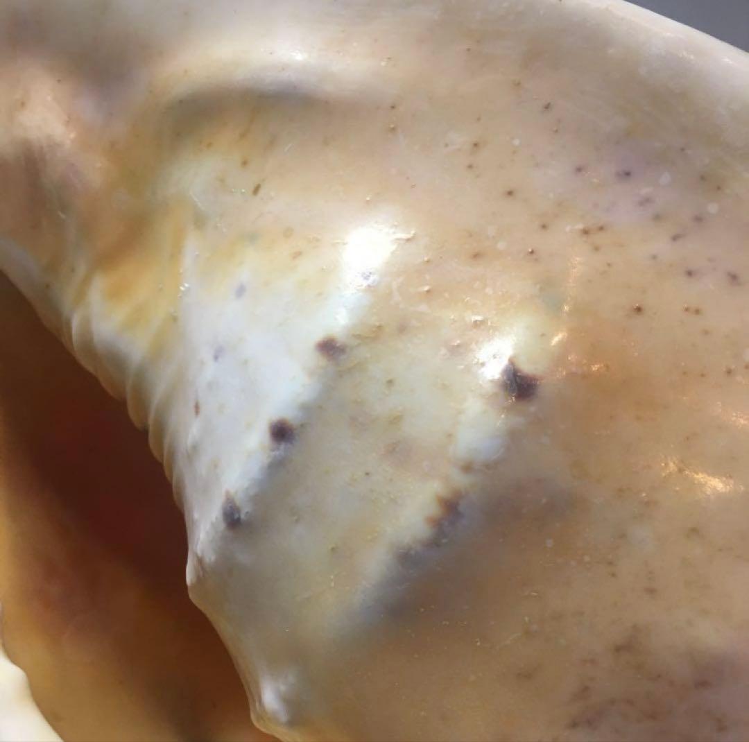 湯布院アンティーク 希少トウカムリカイ 310ｍｍ超特大標本 奄美大島産 カメオ