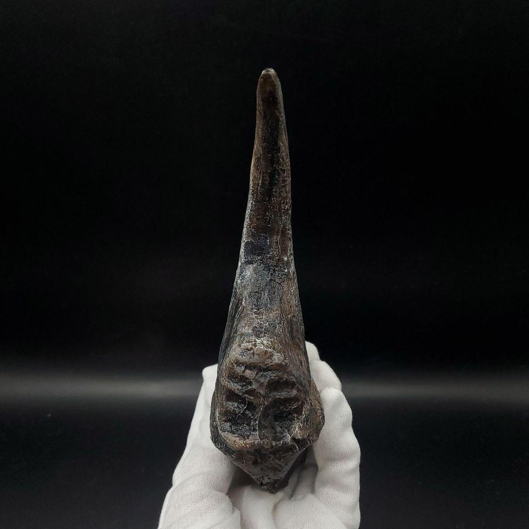 アロサウルス 爪 化石 レプリカ 約175,06mm  arr13