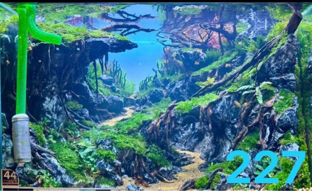 盆栽流木 水草用の 流木。流木アクアリウム　パルダリウム　マシンガンウッド