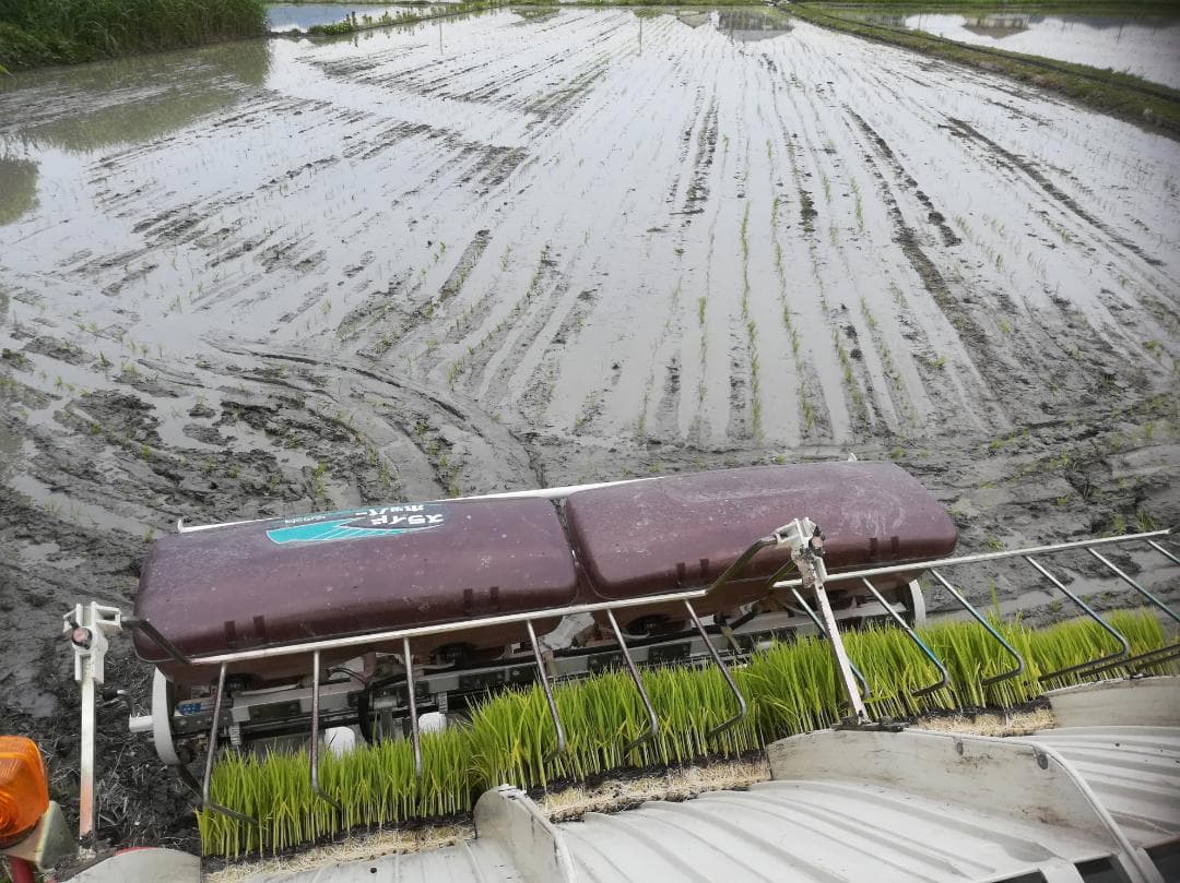 令和７年度兵庫県産 つきあかり 玄米30kg※精米可 本州・四国・九州は送料無料