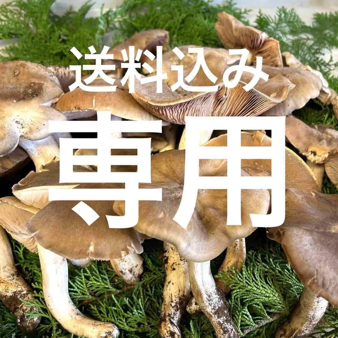 jks-k様。 天然きのこ極太ウラベニホテイシメジ約300g＋α
