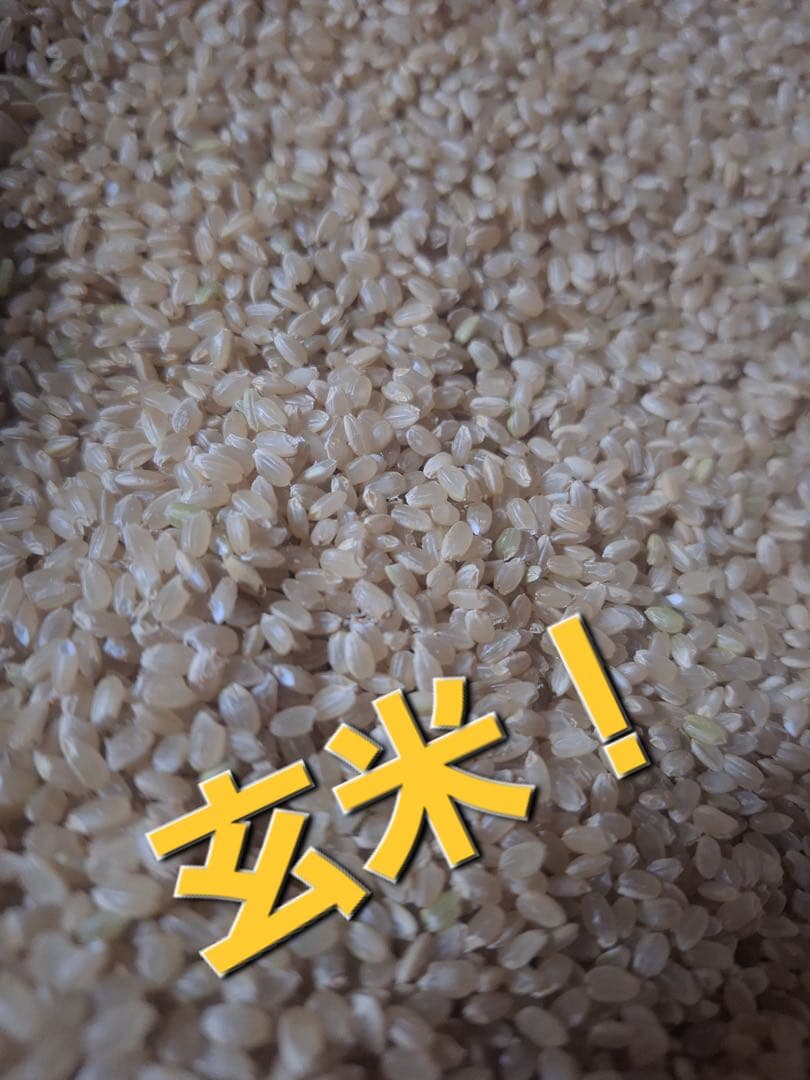 令和7年度　 とちぎの星　玄米　30k