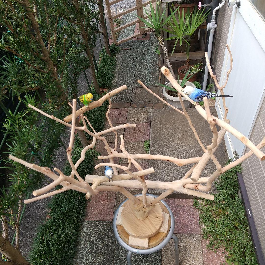マロ小鳥の楽園バードアスレチックツリージム③