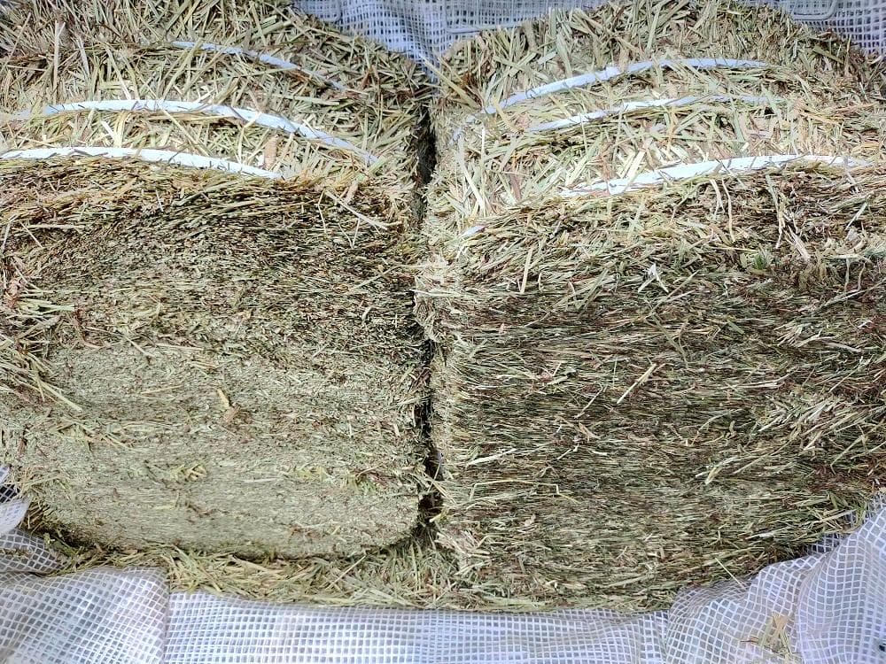 【11/30まで】 カナダ産 チモシー 50kg スーパープレミアム １番刈り