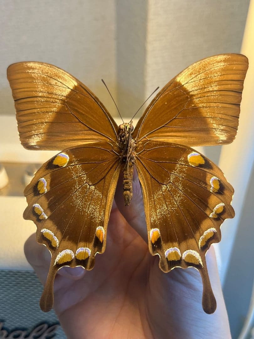 オオルリアゲハ Achillides ulysses 標本 蝶 外国産蝶標本