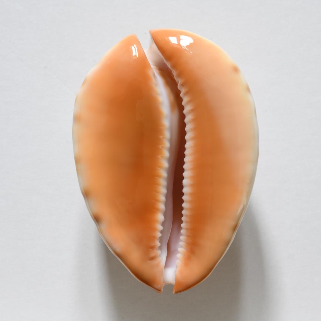 コガネケイトダカラ（\"aureabasis\"）【貝殻・タカラガイ】