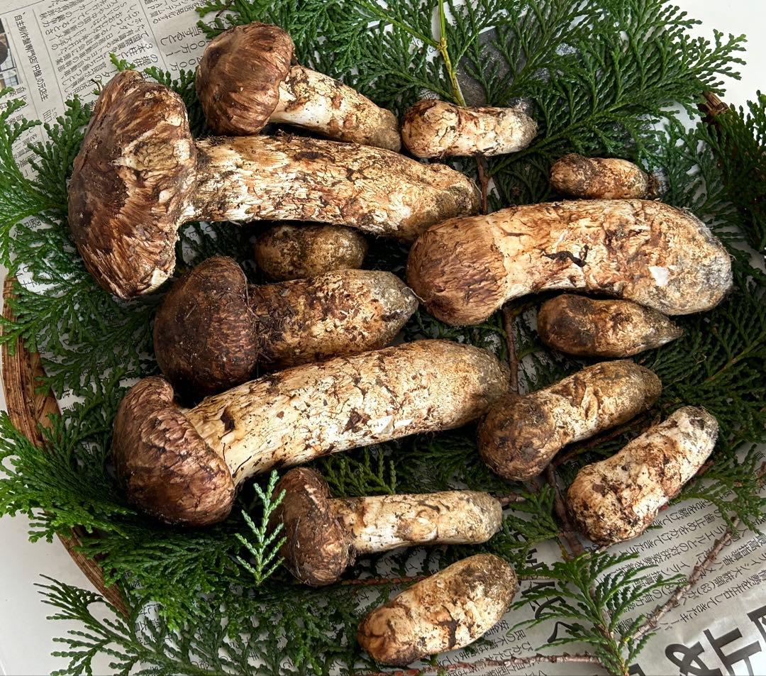 ☆信州産松茸☆最高級冷凍松茸230グラム☆まつたけ☆国産松茸☆⑤☆