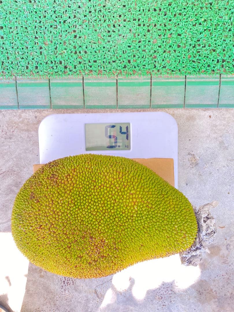 石垣島産 パラミツ ジャックフルーツ5.4kg
