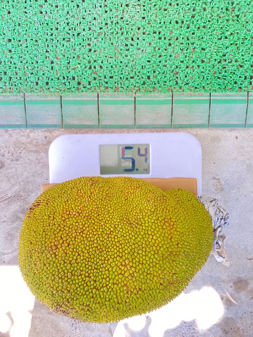 石垣島産 パラミツ ジャックフルーツ5.4kg