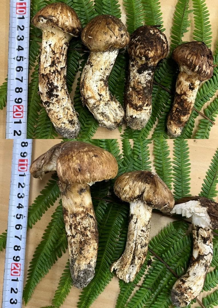 送料無料 岡山県中国山地産 松茸 295g＋おまけ1本 朝採れ