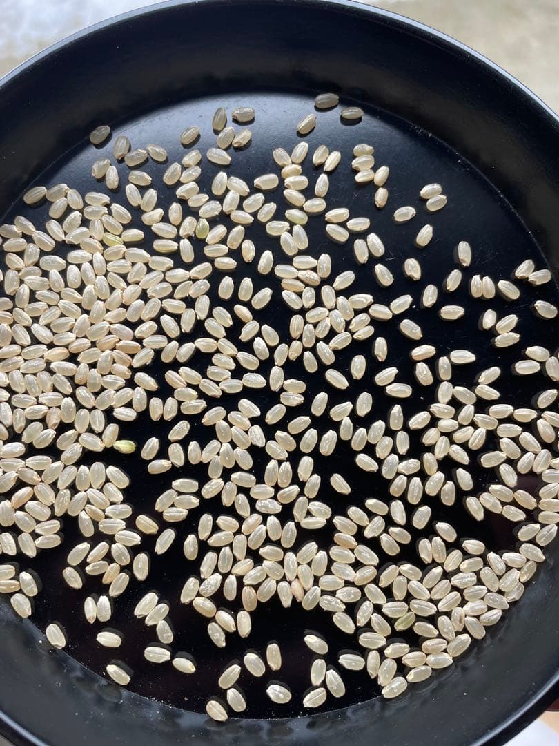 令和7年産　ひとめぼれ　送料無料！