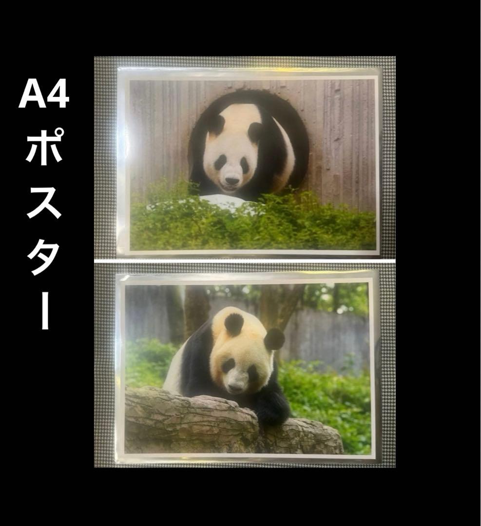 上野 パンダ 春節祭 ブラインドピンナップポスター リーリー シンシン