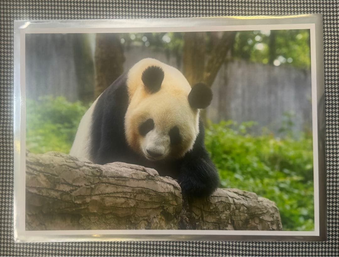 上野 パンダ 春節祭 ブラインドピンナップポスター リーリー シンシン