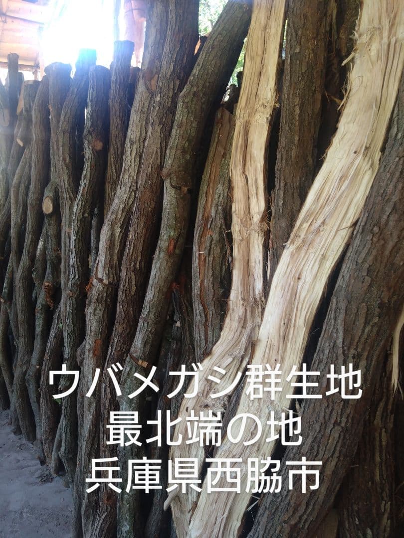 備長炭・半丸24キロ