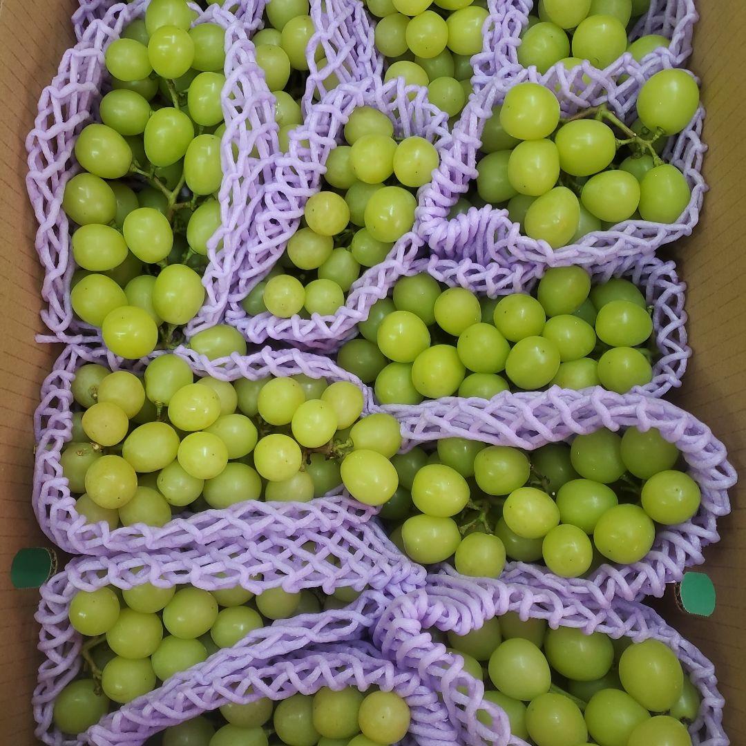 4️⃣ 山梨県産 シャインマスカット １３房 箱込み5.4キロ