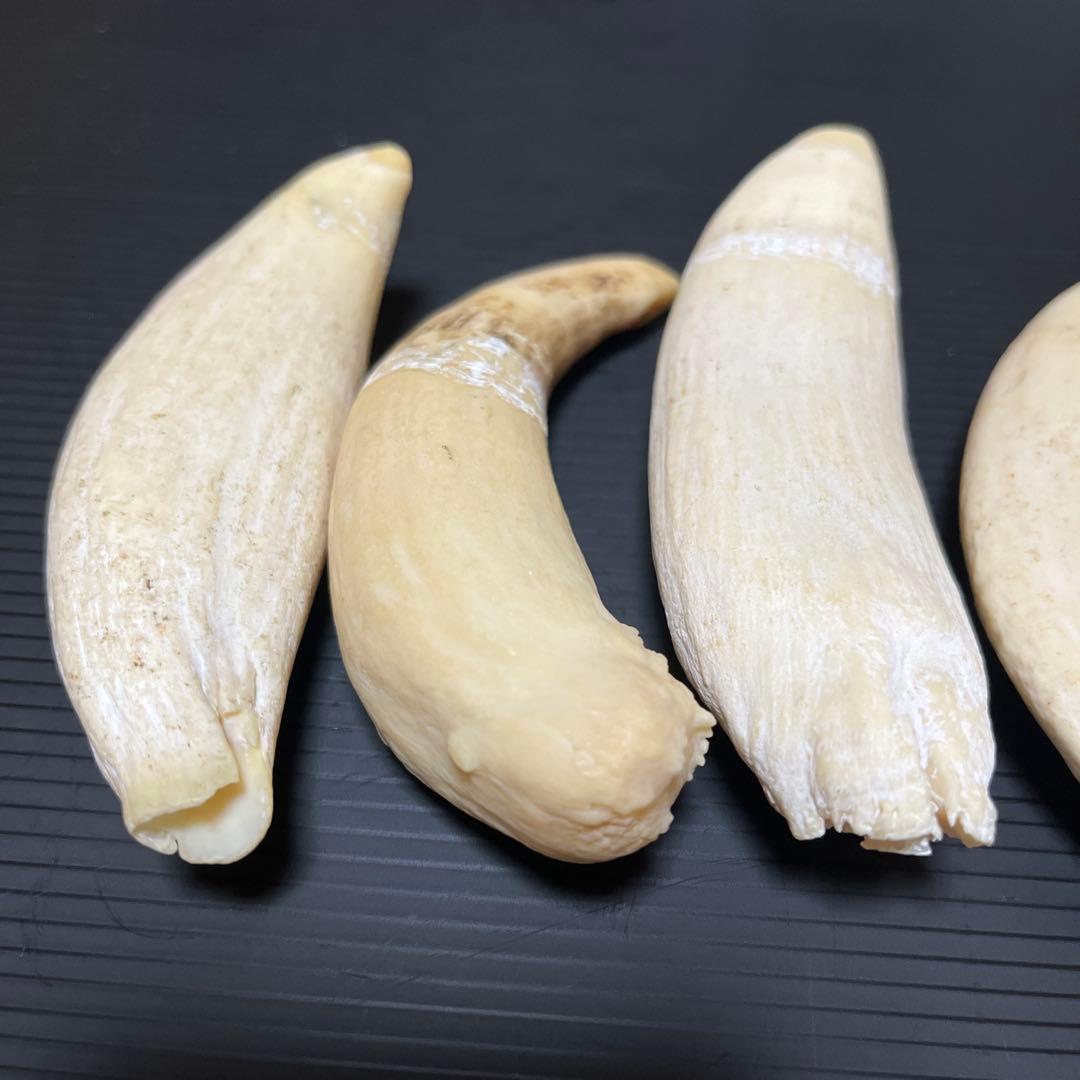 マッコウクジラ　雌歯