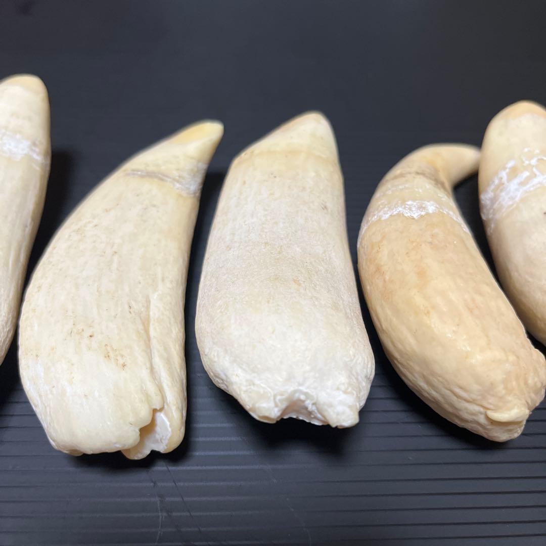 マッコウクジラ　雌歯