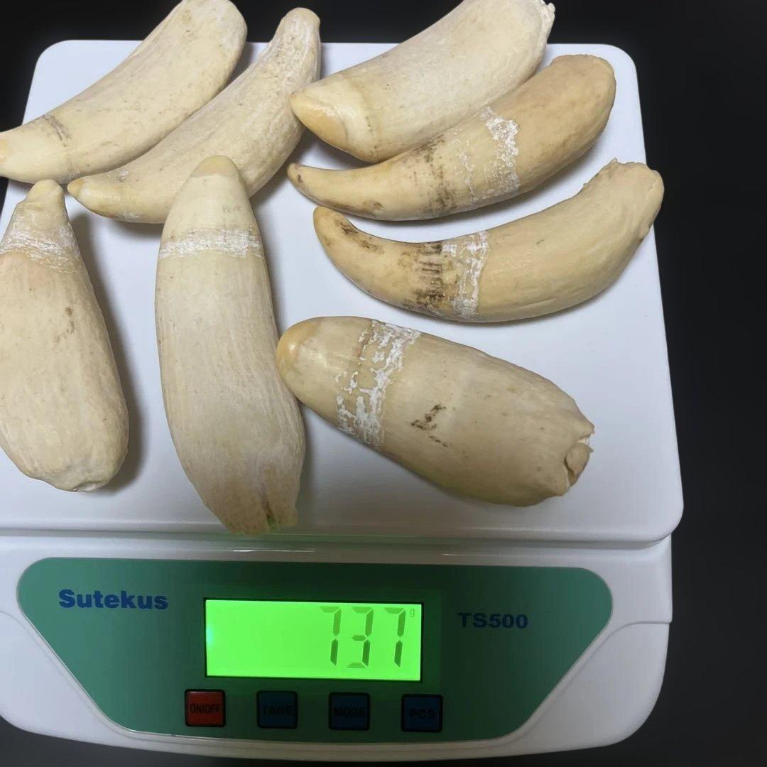 マッコウクジラ　雌歯