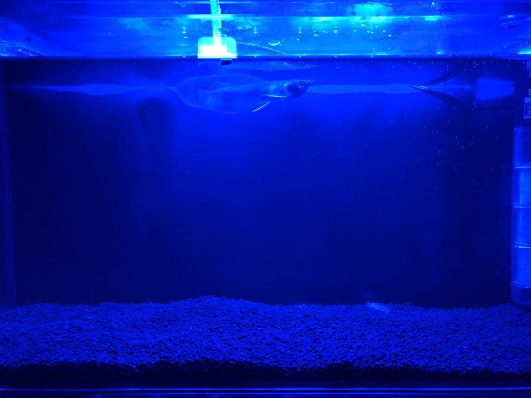 水槽 格安 ※引取限定※ 他掃除用具、濾過器写真同等一機