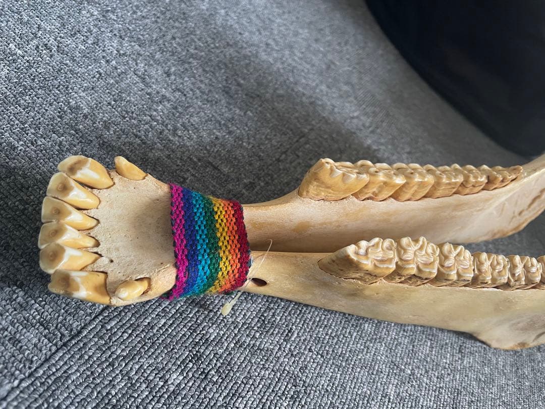 キハーダ ロバの下顎