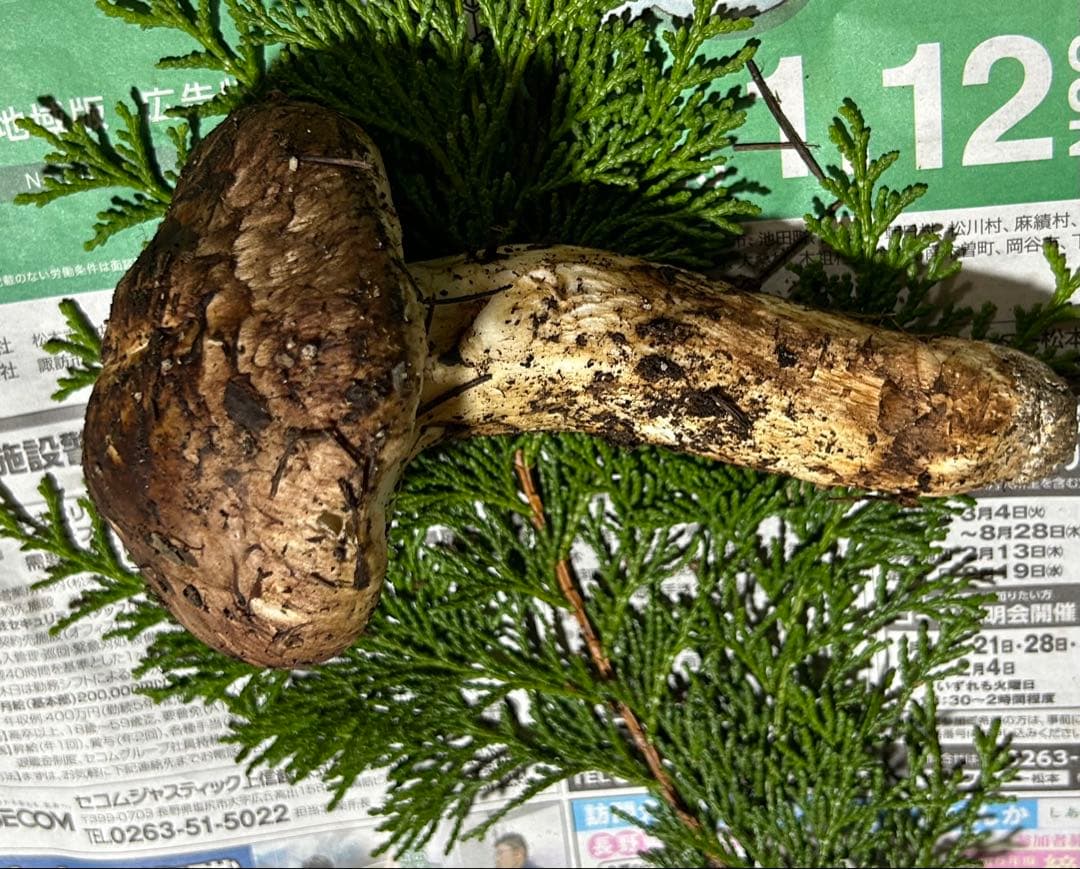 ☆信州産松茸☆今現在約100グラム☆まつたけ☆クール便送料着払い☆国産松茸☆③☆