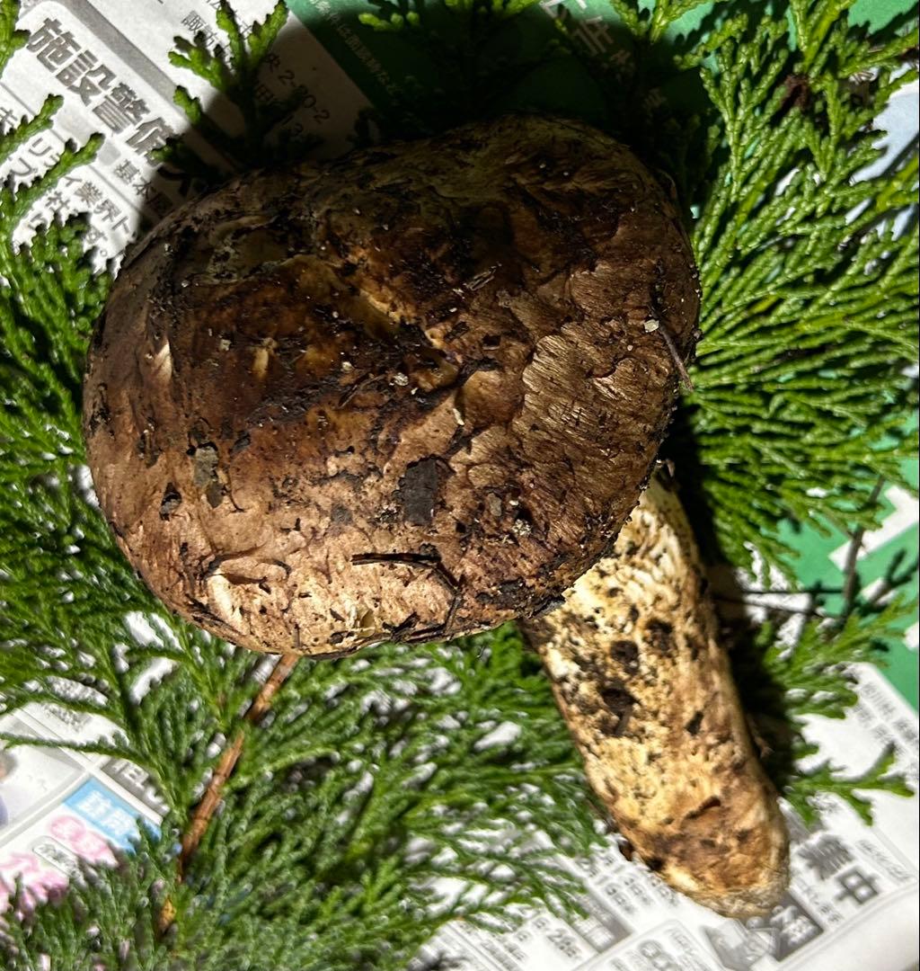 ☆信州産松茸☆今現在約100グラム☆まつたけ☆クール便送料着払い☆国産松茸☆③☆