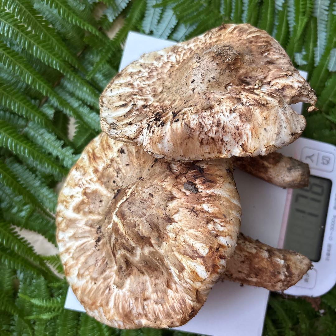 広島県産 松茸 ５本 （415g）⑦