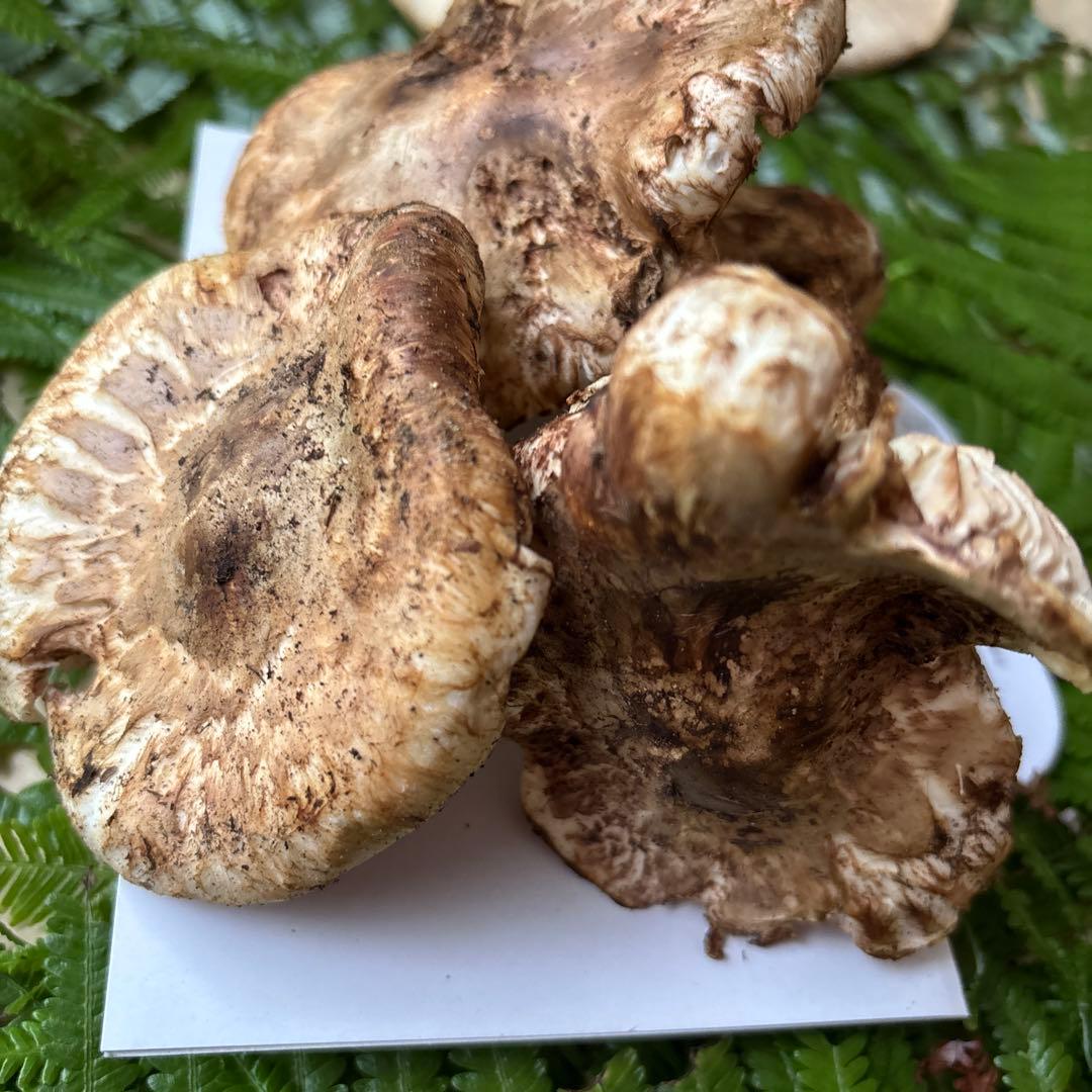 広島県産 松茸 ５本 （415g）⑦