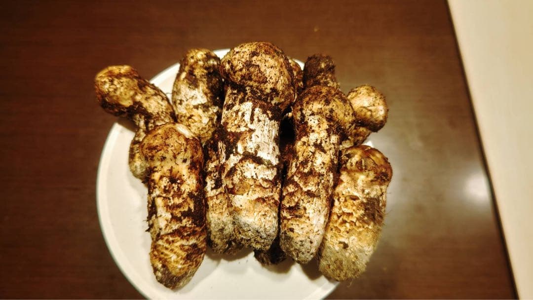 国産松茸 320g 12本 蕾 兵庫北部 但馬産 特上 10/16夕方