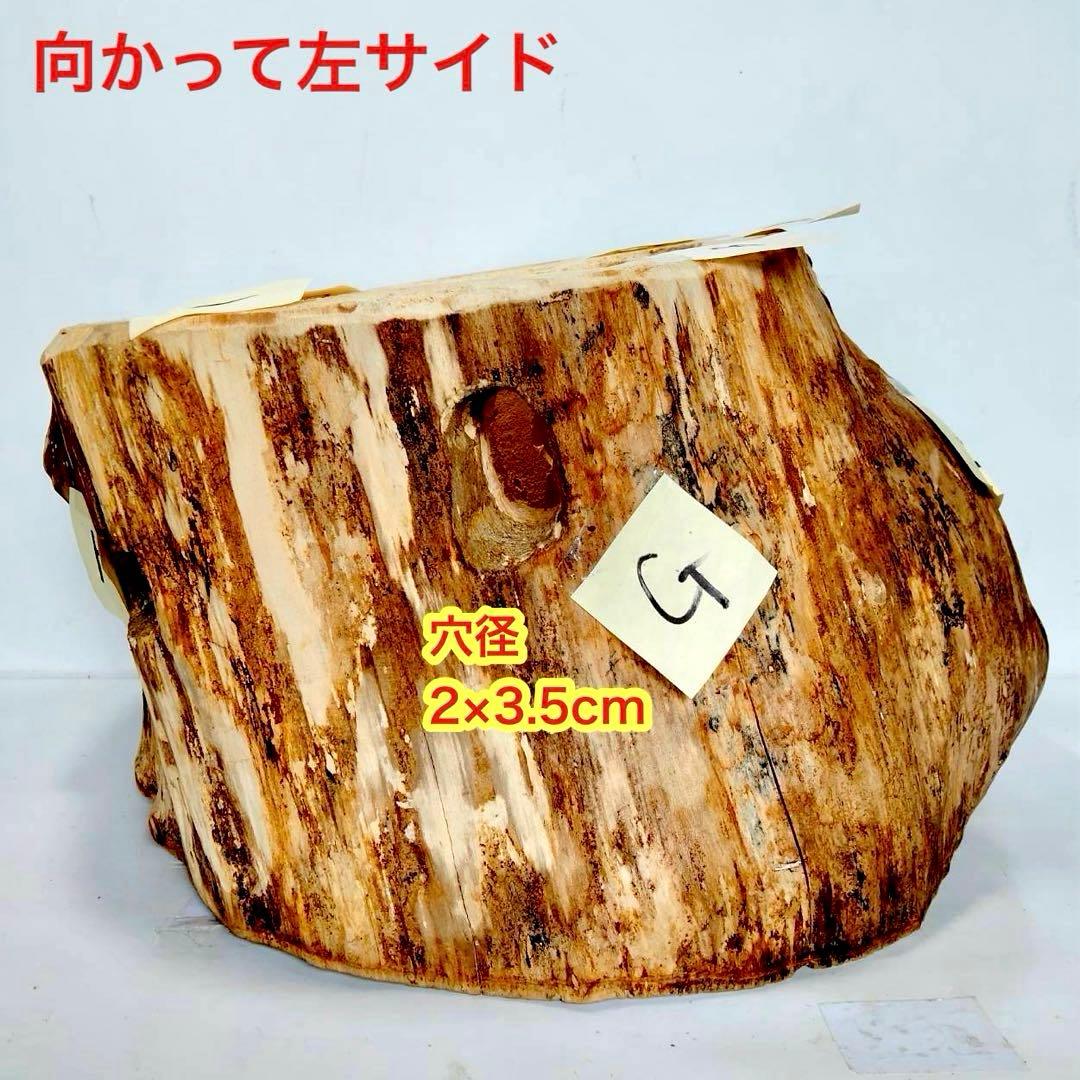 特大隠れ家　天然樹洞　登り木　クワリウム　クワガタ　止まり木　シェルター　エサ皿