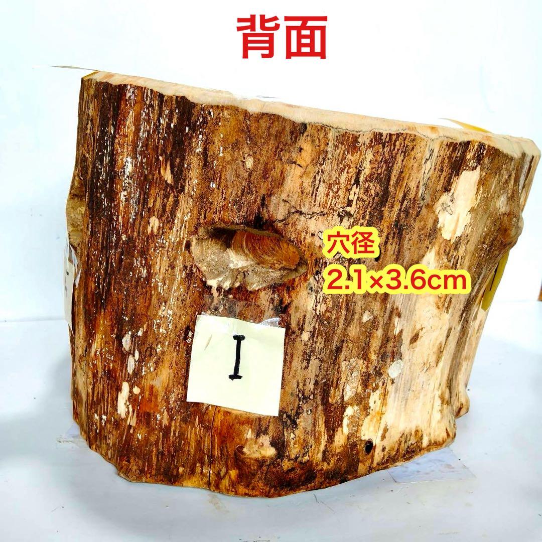 特大隠れ家　天然樹洞　登り木　クワリウム　クワガタ　止まり木　シェルター　エサ皿