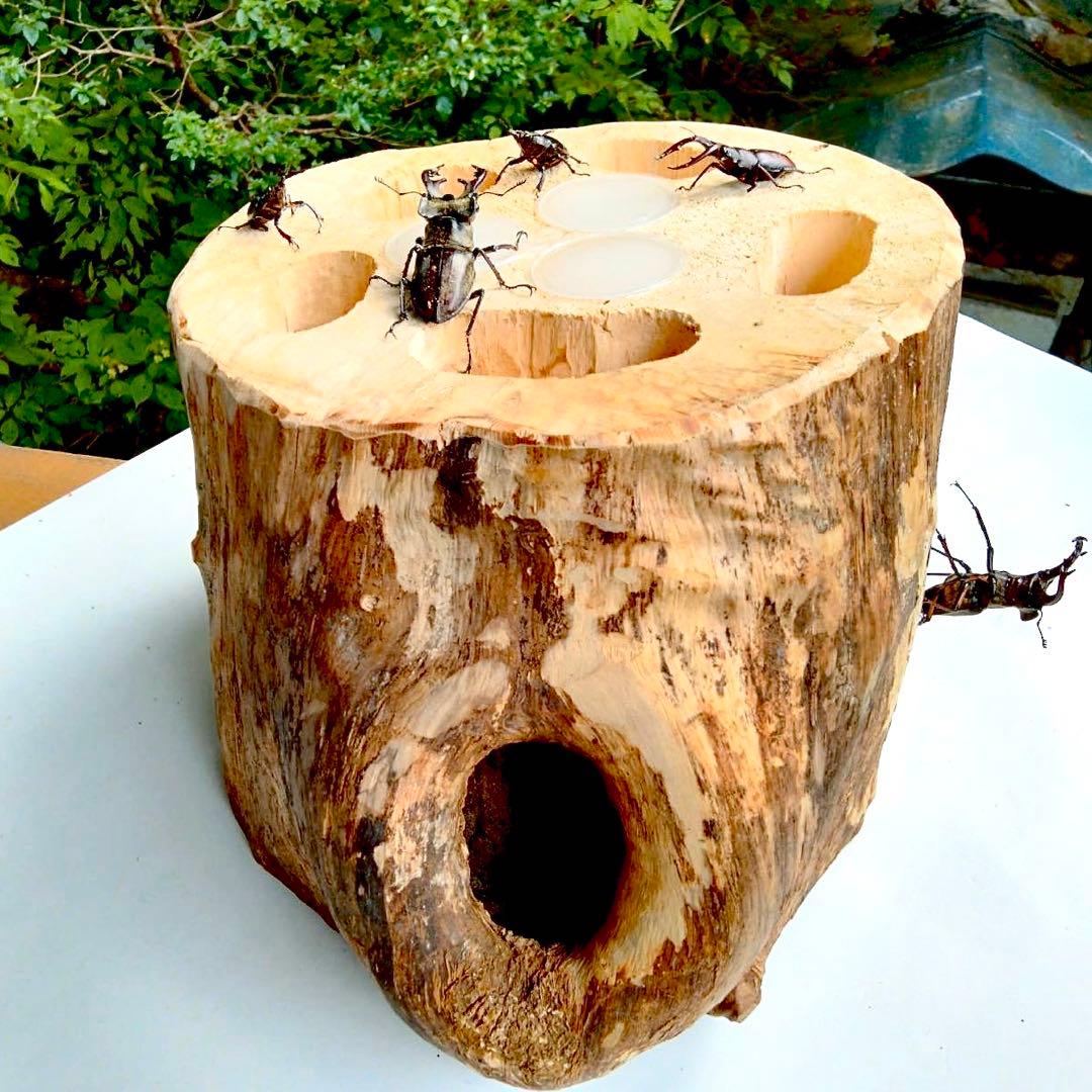 特大隠れ家　天然樹洞　登り木　クワリウム　クワガタ　止まり木　シェルター　エサ皿