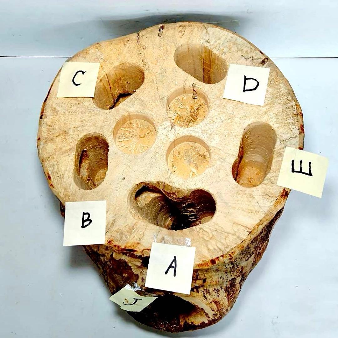 特大隠れ家　天然樹洞　登り木　クワリウム　クワガタ　止まり木　シェルター　エサ皿