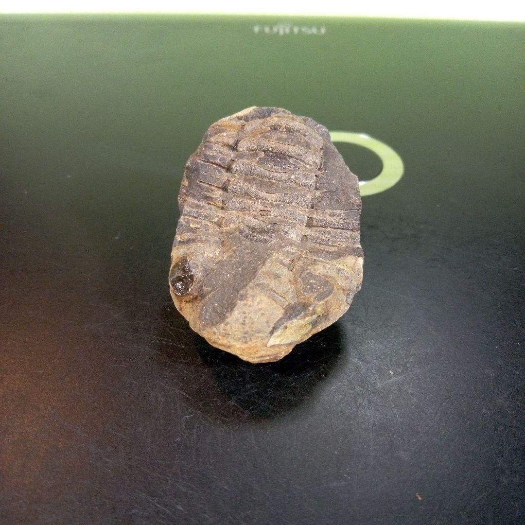 三葉虫　化石　fossil　ボリビア産　trilobite　三葉虫判別⑧