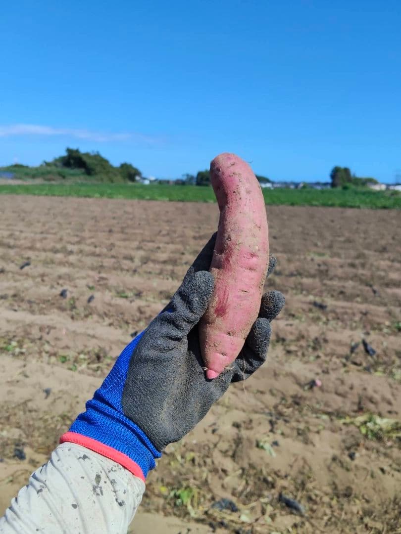 茨城県ひたちなか産 べにはるか 規格外 箱込み5kg×2箱