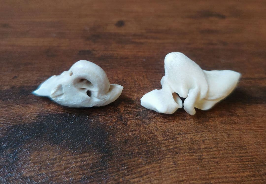 イルカ耳骨セット 希少！