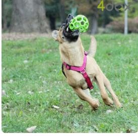 4dogコンフォートプラスハーネスM・スウィッチリーシュ2M/20mm