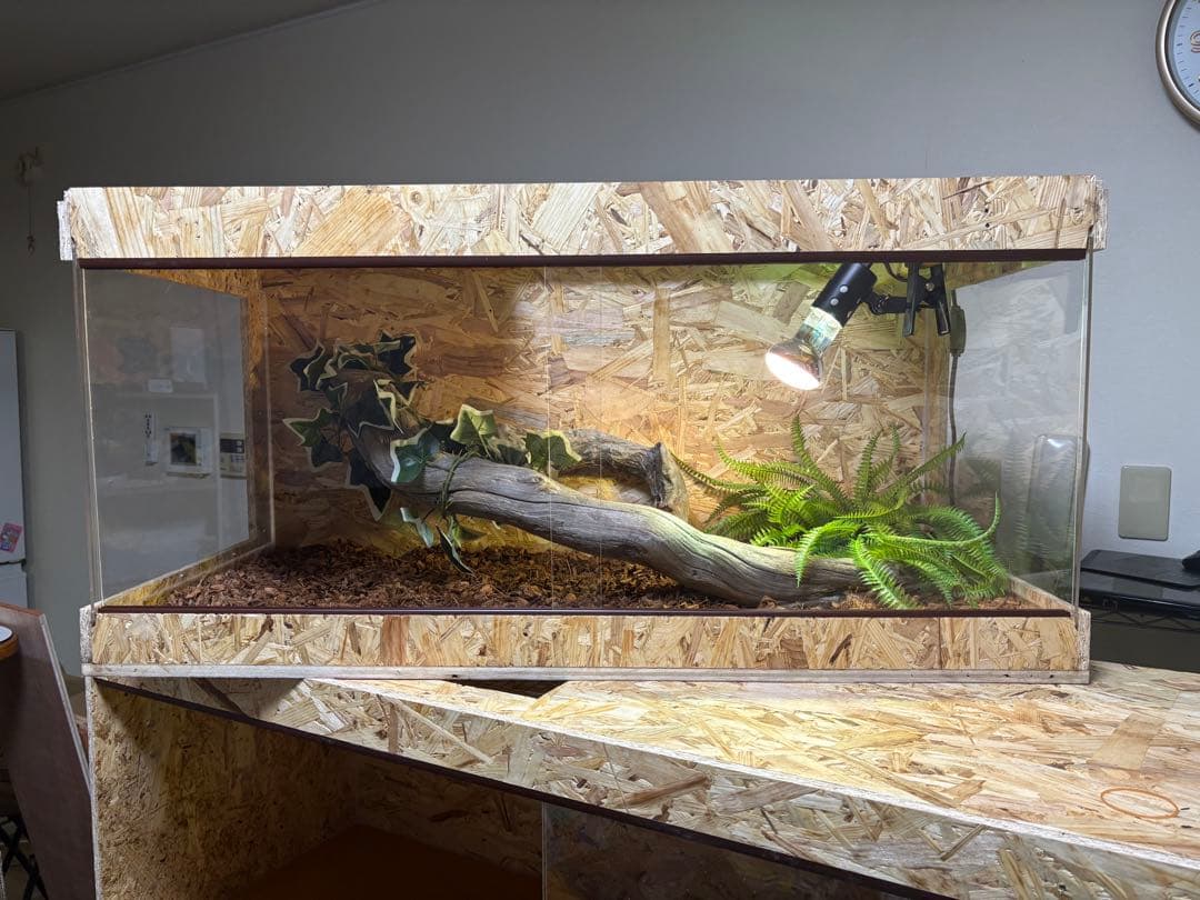 Persian Mystery794345サイドアクリル　OPお写真2枚目