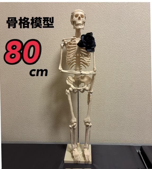 美品★人体骨格模型　80cm　1/2サイズ 骸骨